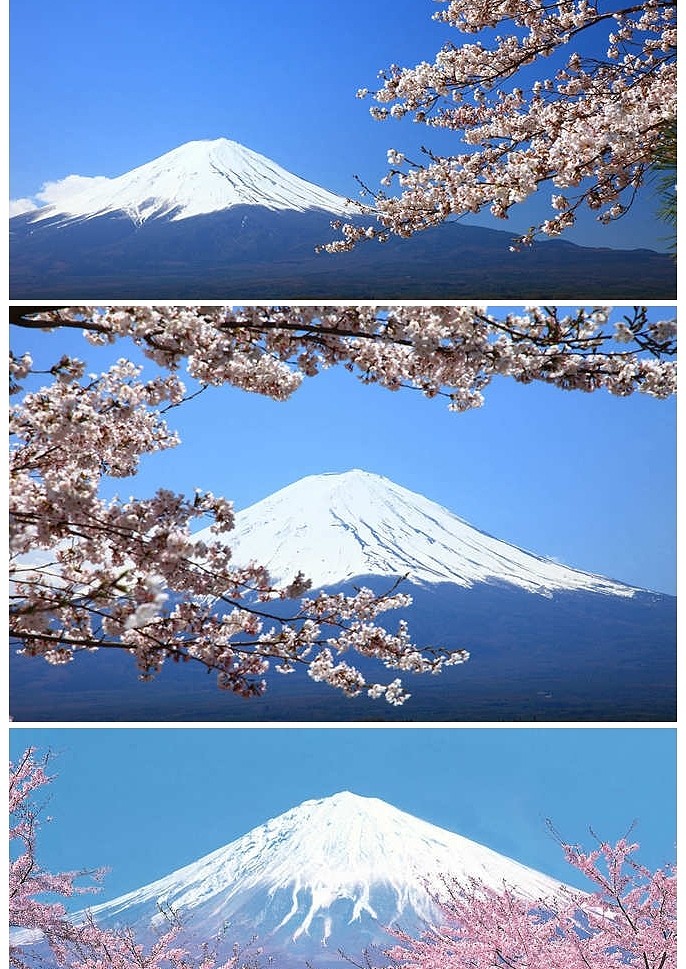 富士山樱花幻灯片背景图片下载|ppt背景元素_风云办公