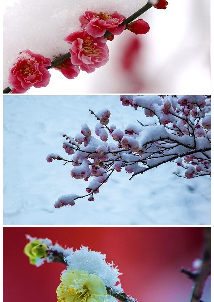 傲雪梅花幻灯片背景图片