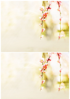 三月桃花淡雅黃背景圖片