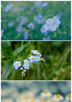 高清花兒 花朵特寫背景圖片