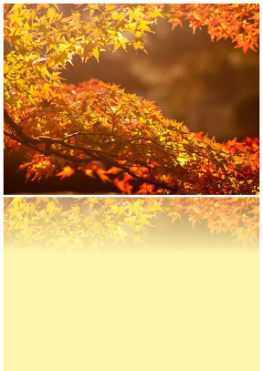 金秋楓葉美景背景圖片