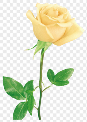 手绘花朵图片鲜花素材 黄色玫瑰花