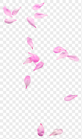  粉色花瓣