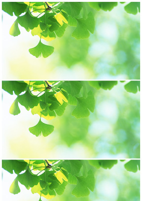 清晰淡雅绿银杏树叶背景图片
