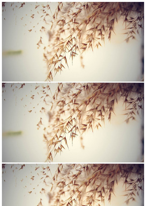 燕麦背景图片