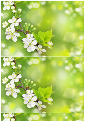 春暖花开绿色梦幻光斑ppt背景图片