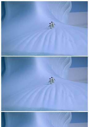 雪地里的两只可爱企鹅图片
