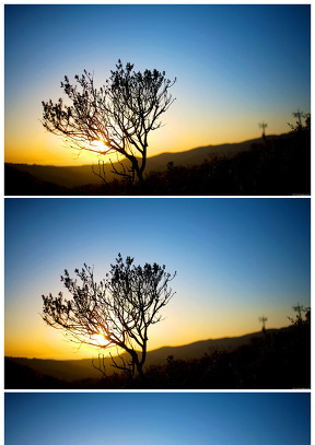 一棵树 夕阳美景ppt背景图片