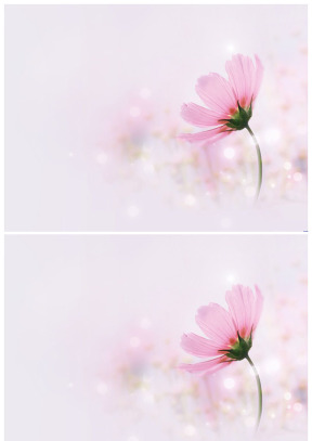 漂亮花儿粉色淡雅背景图片