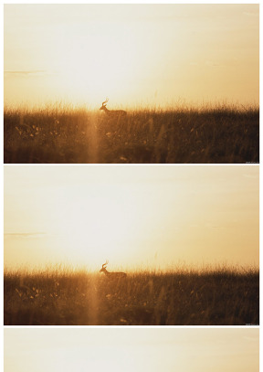 草地 羚羊 昏睡夕阳唯美背景图片