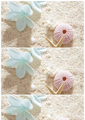 花朵 海星 海贝 珍珠 高清沙子背景图片